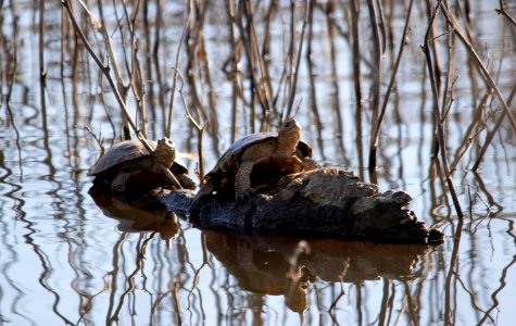 Western pond turtle photo