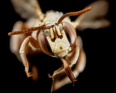 Tarsalia persica, m, iran, face 2014-08-14-14.39.22 ZS PMax photo