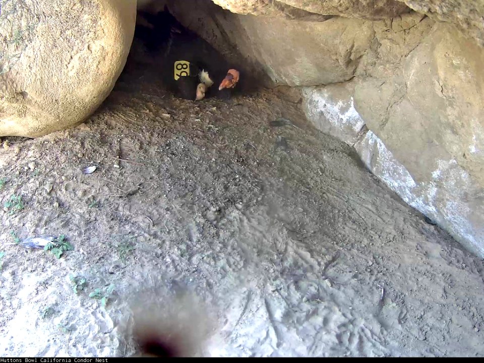 California condor #289 and its chick, #923.
