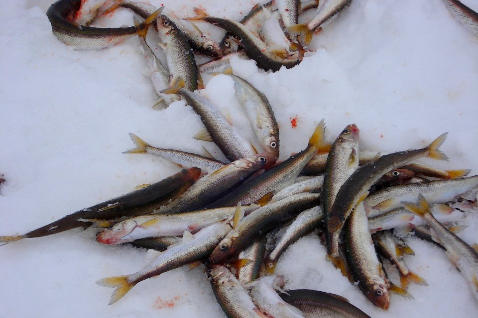 Smelt