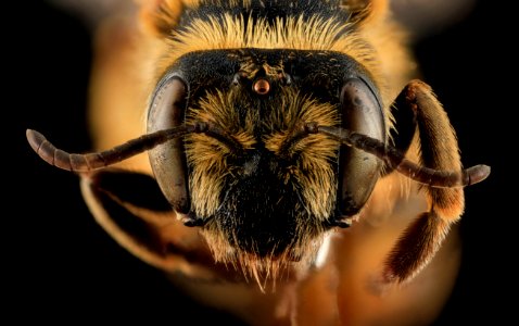 Andrena helianthiformis, face, Pennington County, SD 2013-10-23-09.50.41 ZS PMax