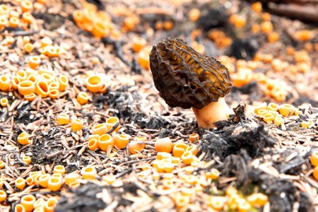 Morel mushroom photo