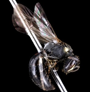 Hylaeus schwarzii, F, Side, MD, Dorchester County 2015-09-18-11.10.06 ZS PMax UDR