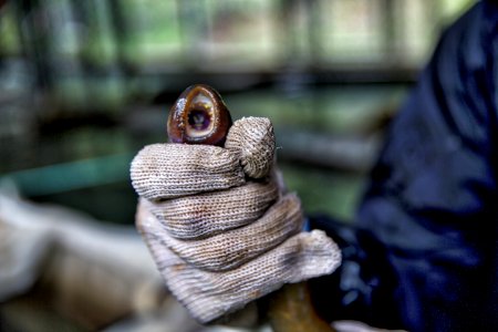 Pacific lamprey