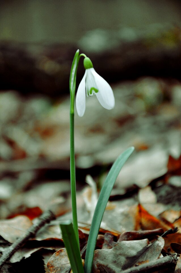 Snowdrop spring flower macro