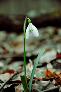 Snowdrop spring flower macro