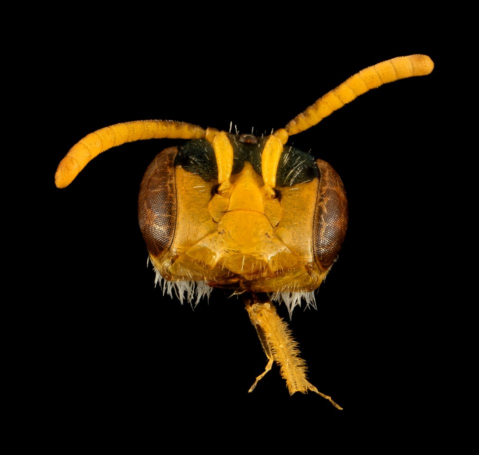 Perdita swenki, M, Face, MI, Alger County 2014-03-21-15.29.09 ZS PMax