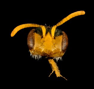 Perdita swenki, M, Face, MI, Alger County 2014-03-21-15.29.09 ZS PMax