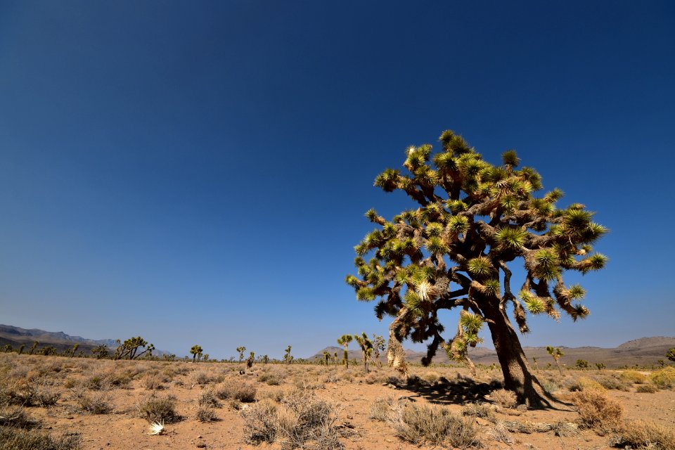 A lone Joshua tree in Death Valley National Park