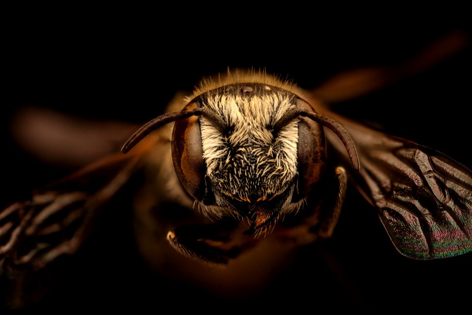 Ashmeadiella bucconis, f, face, Yolo, CA 2018-11-16-19.12.21 ZS PMax UDR