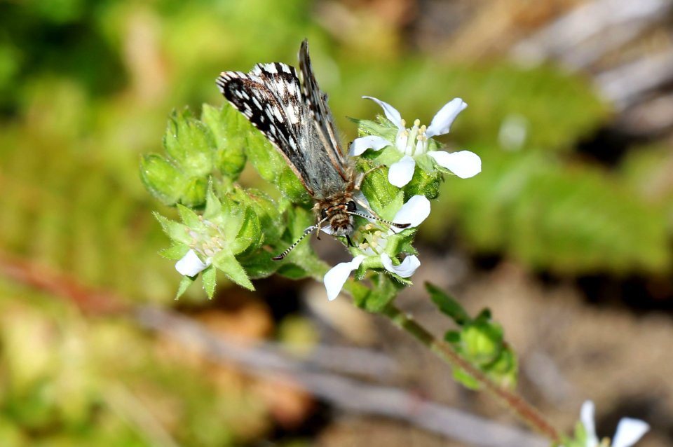 Laguna Mountains skipper on Cleveland's horkelia