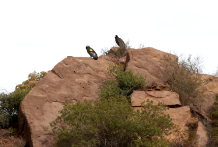 California condors #206 and #513 near the Devils Gate nest