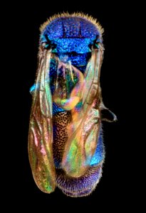 Caenochrysis doriae, U, Back, MD, Baltimore County 2014-03-11-16.03.52 ZS PMax