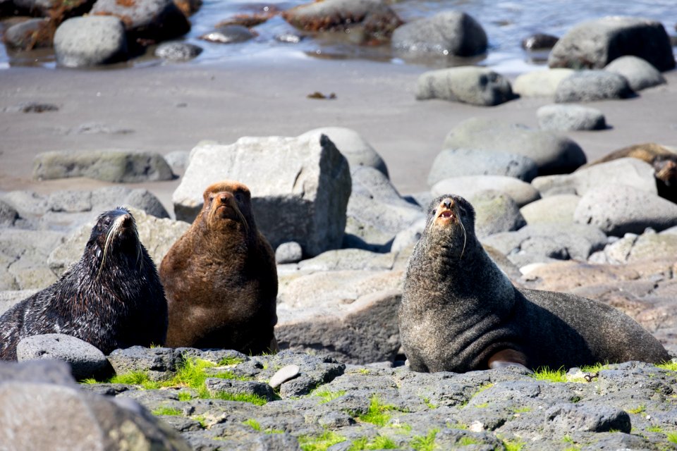 St Paul Island fur seals