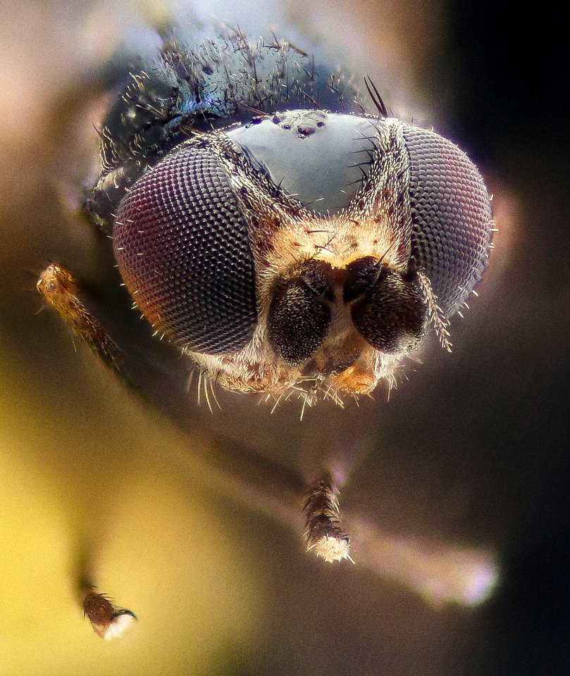 Minute fly, face barc west 2020-10-21-20.30.33 ZS PMax UDR