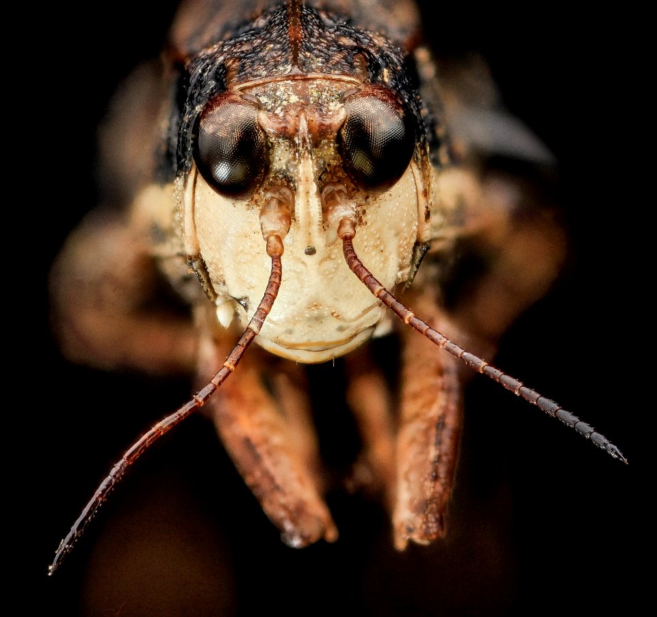 Pygmy Grasshopper, U, Face, Upper Marlboro 2013-08-02-15.25.52 ZS PMax
