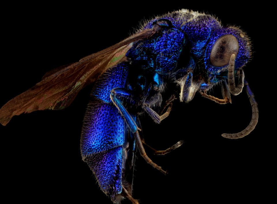 Chrysis pellucidula, U, Side, MD, Baltimore County 2014-03-07-18.40.08 ZS PMax