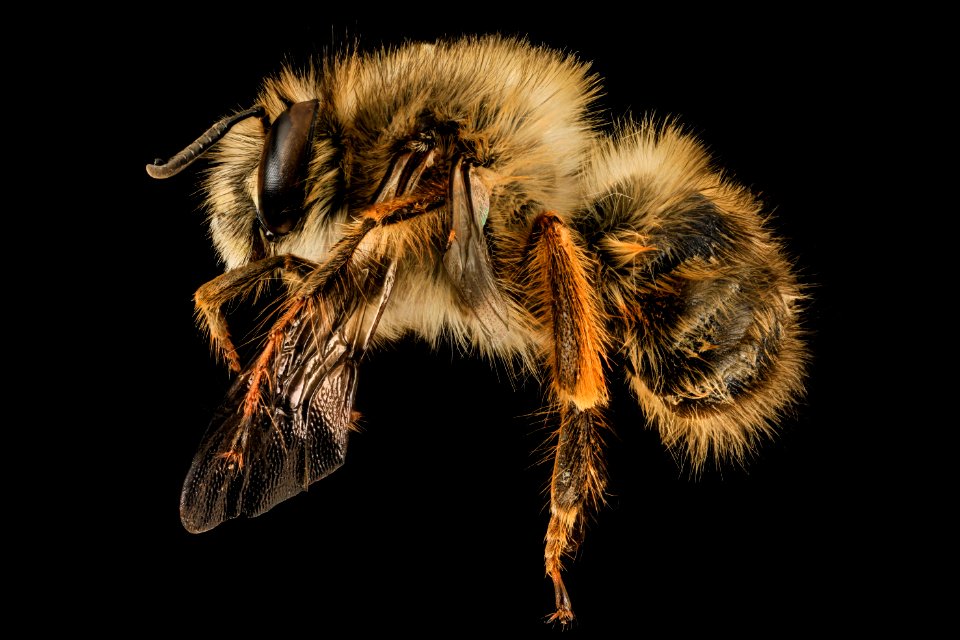 Anthophora plumipes, M, Side, MD, PG County 2014-04-17-12.47.18 ZS PMax