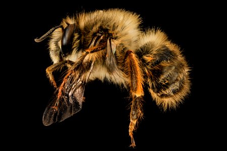 Anthophora plumipes, M, Side, MD, PG County 2014-04-17-12.47.18 ZS PMax photo