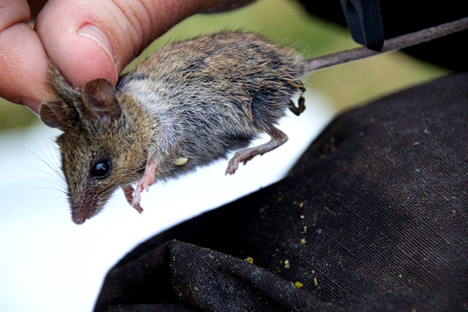 Western harvest mouse