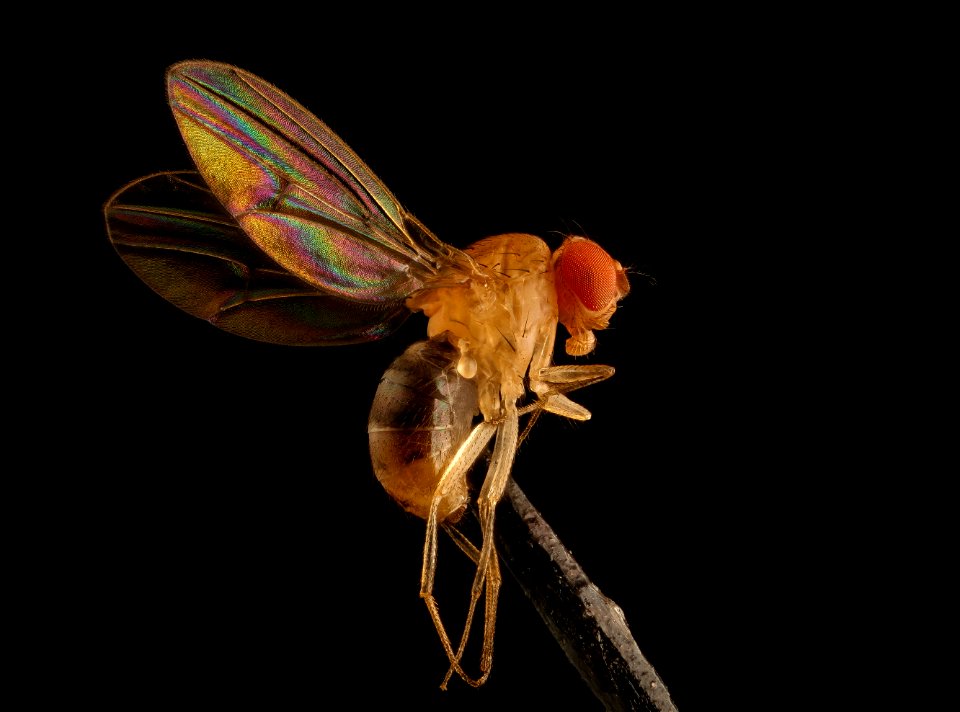 Unknown fly, Davidsonville, md, 5x 2018-06-01-17.42.33 ZS PMax UDR