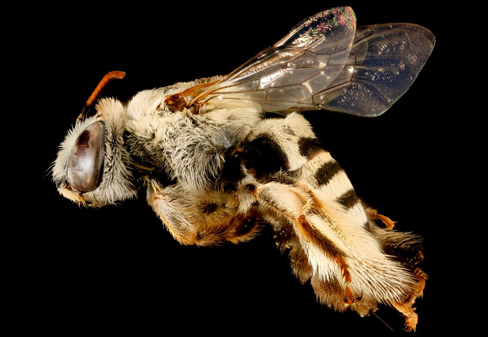 Svastra duplocincta, f, side, Pima Co., Tucson, AZ 2016-08-01-11.52