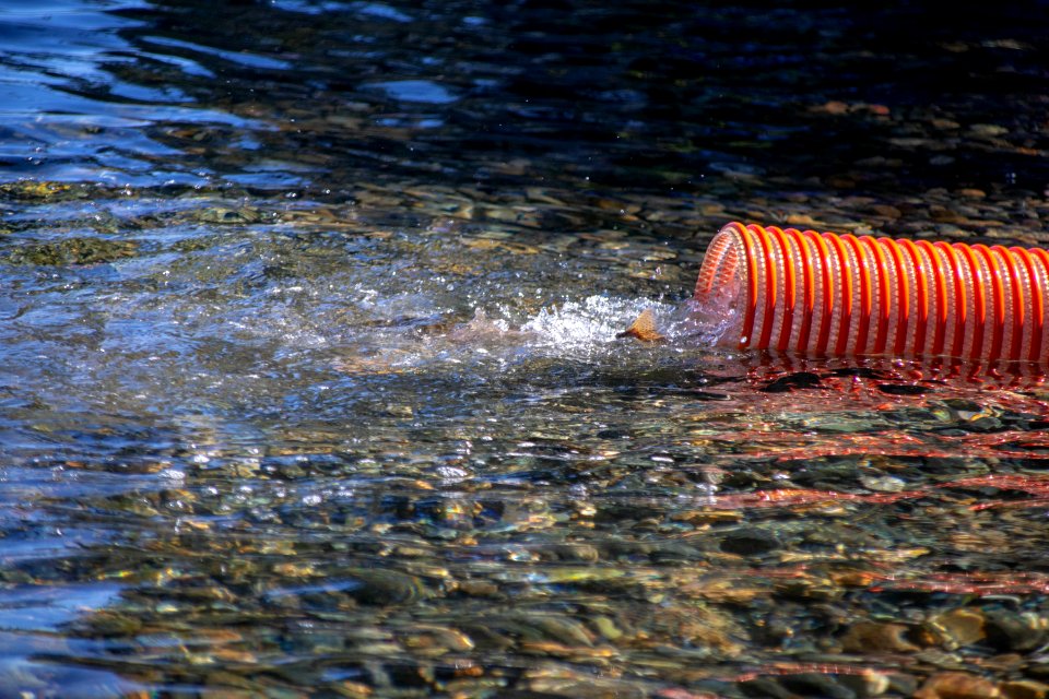 Lahontan cutthroat trout stocking, Lake Tahoe