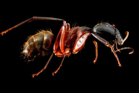 Camponotus chromaiodes, F, side, MD, Queen Anne County, Chino Farms 2013-01-16-14.20.19 ZS PMax photo