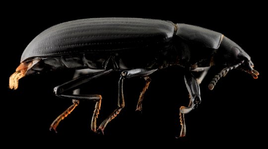 Darkling Beetle, side, Upper Marlboro 2013-10-08-22.50.24 ZS PMax photo