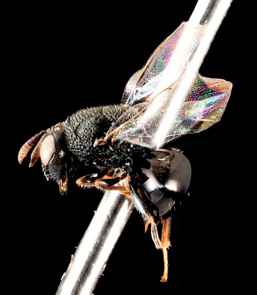 Perilampus fulvicornis (tent), F, Side, MD, Baltimore County, Hart-Miller Island 2014-07-10-15.18.21 ZS PMax