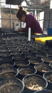 Greenhouse Work in Reno, Nevada