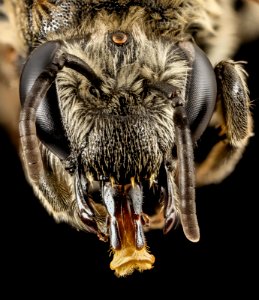 Colletes distinctus, f, ga, baker, face 2015-01-08-15.17.03 ZS PMax photo