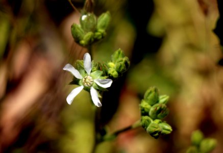 Cleveland's horkelia is a great nectar source for pollinators photo