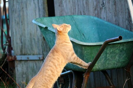 Hof domestic cat breed cat