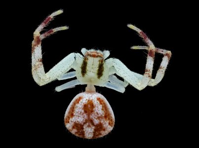 greenish spider, top 2020-08-27-15.19.14 ZS PMax UDR