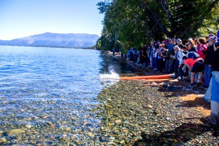 Lahontan cutthroat trout stocking, Lake Tahoe