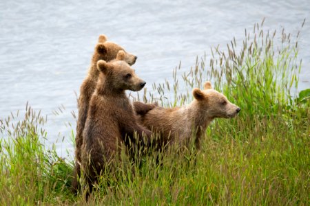 Kodiak bear