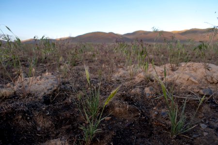 Squirreltail (Elymus elymoides) established from seed at the 2019 Rebel Creek fire photo