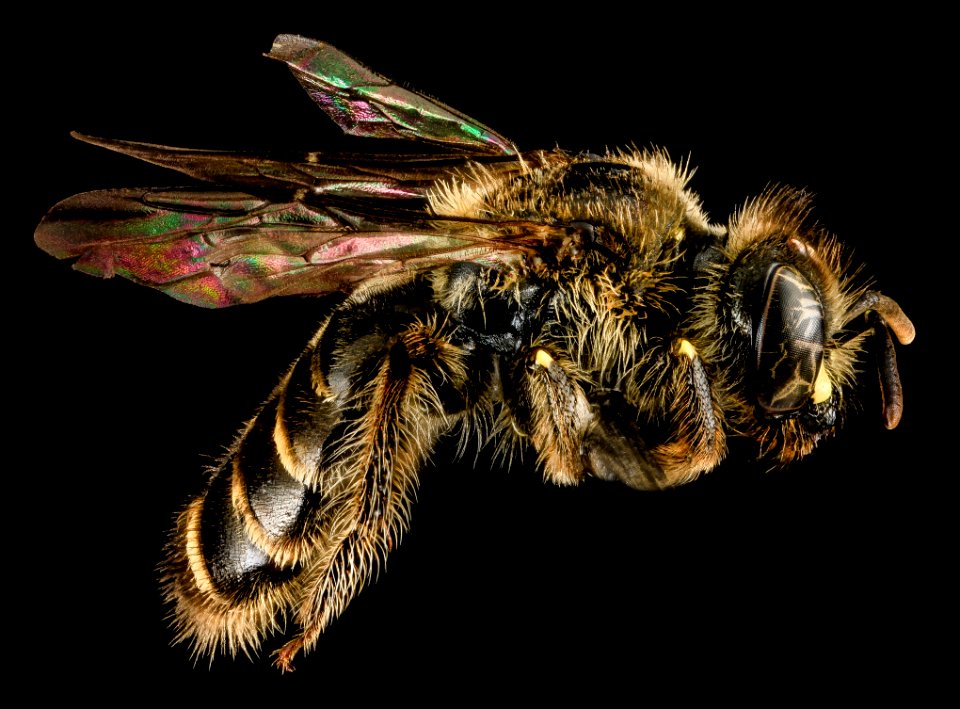 Calliopsis andreniformis, F, Side, MD, Carroll County 2013-07-24-15.03.08 ZS PMax