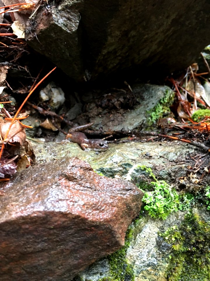 Siskiyou Mountain Salamander