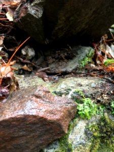 Siskiyou Mountain Salamander