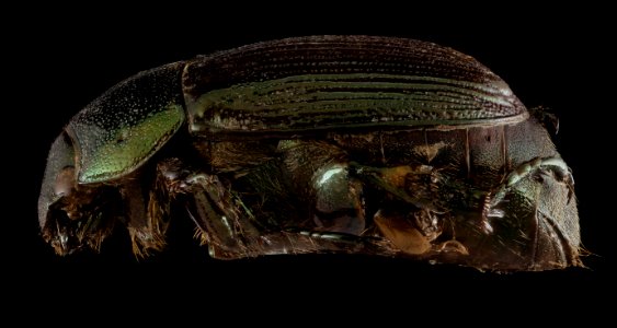 Callistethus marginatus, U, Side, MD, Somerset 2015-03-13-15.38.20 ZS PMax