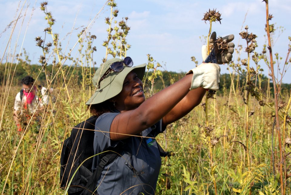 Midewin Seed Harvest