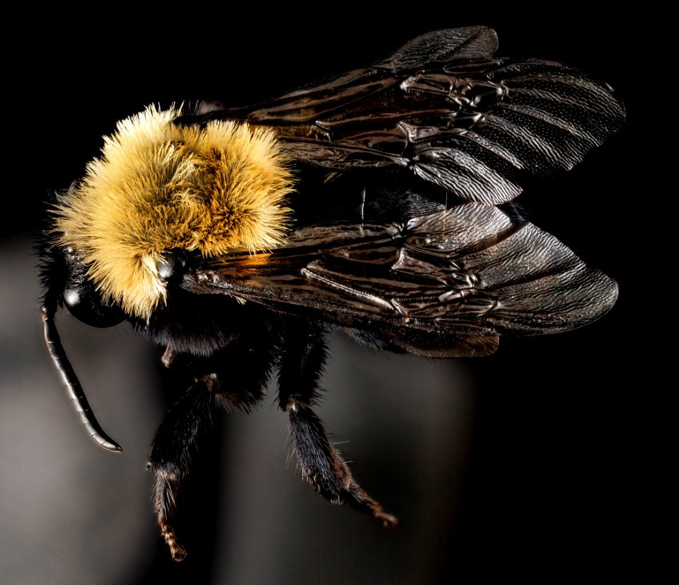 melecta pacifica, f, md, pg, back 2015-05-14-09.29.37 ZS PMax
