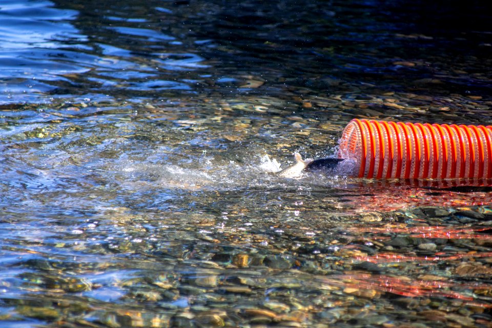 Lahontan cutthroat trout stocking, Lake Tahoe