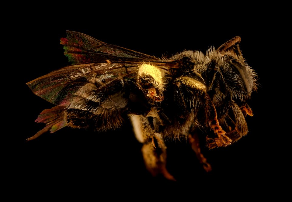 Macropis nuda, side, f, ma, veit powerline 2018-11-02-15.20.13 ZS PMax UDR