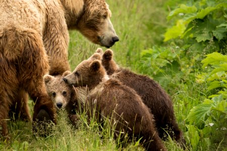 Kodiak bear photo