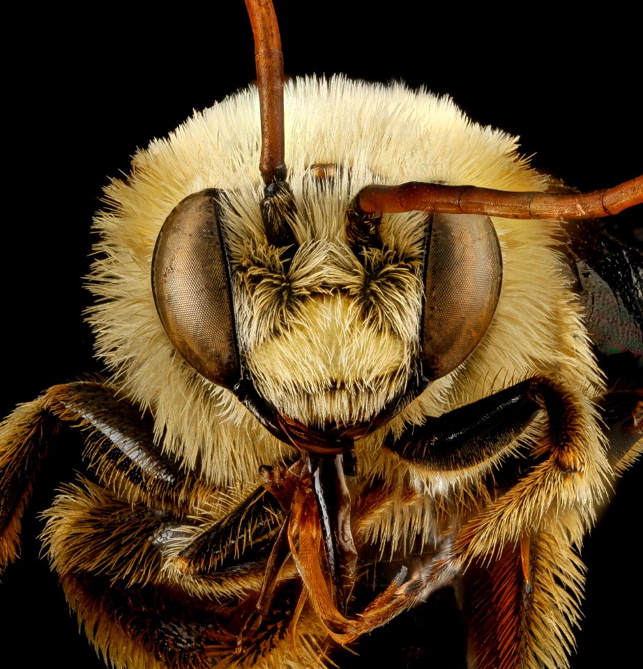 Melissodes dentiventris, M, face, Maryland, Anne Arundel County 2013-04-09-14.18.16 ZS PMax
