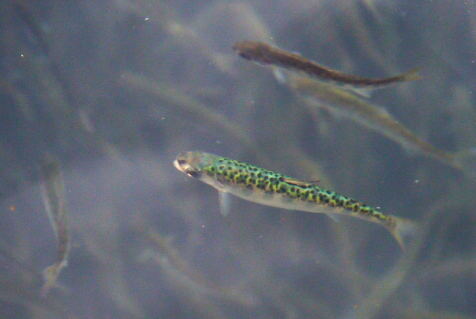 Salmon Fry