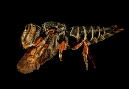 Coelioxys obtusiventris, f, left side, Clark Co., Rose Pond, CA 2016-03-02-12.09